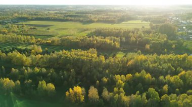 Tarlalar ve açık araziler boyunca altın yapraklar.