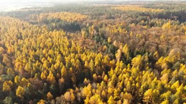 Zengin sonbahar tonlarını gösteren karışık ağaçlar