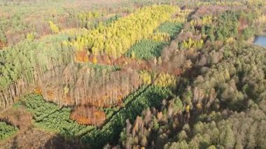 Küçük çam bitkileriyle orman alanını yeniliyorlar.