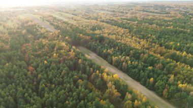 Altın ağaçlar sonbahar orman desenini oluşturuyor.