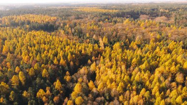 Zengin sonbahar renkleriyle orman manzarası