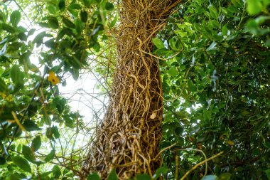 Doğal orman sürüngenleri detaylı doku oluşturur.