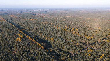 Sonbahar ormanı sahnesinde sabah güneşi