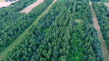 Yoğun ormanlık gökyüzünden görünüyor.