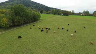 Dağ çayırlarında otlayan dağ sığırları.