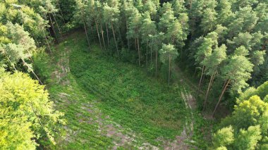 Yukarıdan yönetilen ormanlık alanın geometrik deseni