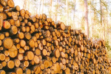 Orman ortamında kesilmiş kütükler yığını