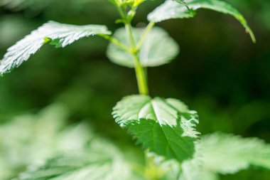 Wild nettle plant in summer daylight