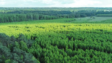 Orman ve ekin tarlaları olan yeşil kırsal