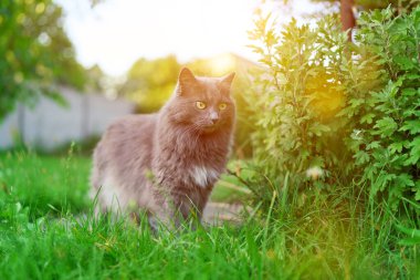 Meraklı gri kedi güneşli yeşil arazide yürüyor