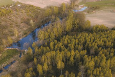 Yapraksız orman manzarası