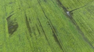 Havadan görülen yeşil çayırlarda bahar buzları eriyor.