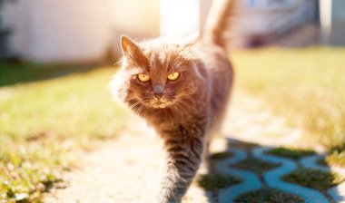 Büyüleyici gri kedi yeşil bitkilerin arasında yürüyor