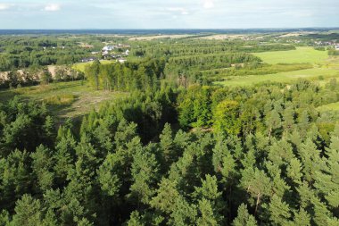 Genç kozalaklı erken dönem ormanları yeniden büyür.