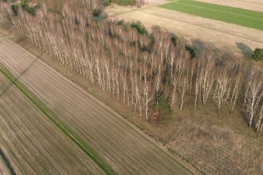 Yukarıdan görülen karışık orman ağaçları