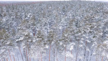 Karla kaplı ağaçlarla dolu kış harikalar diyarı