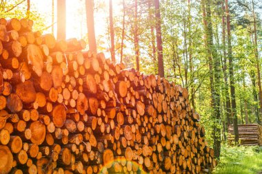 Görünür kabuklu kuru odun yığını