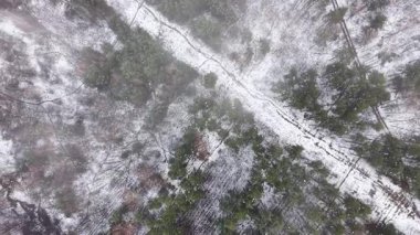 Soğuk mevsimde, hava karlı orman manzarası