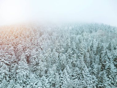 Karla kaplı kırsal alan ve yoğun çam ormanı