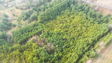 Yukarıdan yönetilen ormanlık alanın geometrik deseni