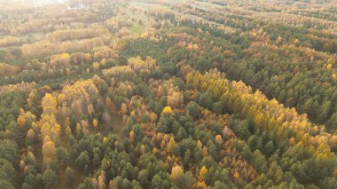 Geniş renkli bir ormanın yüksek açılı manzarası