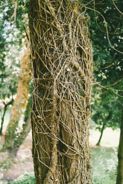 Engebeli ağaç gövdesi boyunca büyüyen orman bitkileri