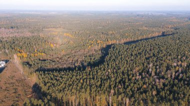 Sonbaharda çıplak ağaçların manzarası