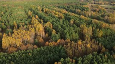 Yoğun bir ormandaki renkli ağaçların insansız hava aracı görüntüleri.