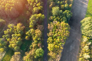 Yukarıdan yeşil yapraklı orman yolu.