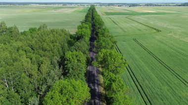 Yeşil ağaçlar ve tarlalar arasındaki kırsal yol