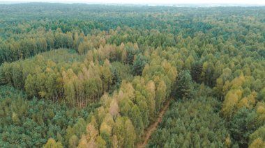 Yoğun ormanlık alanda canlı sonbahar ağaçları