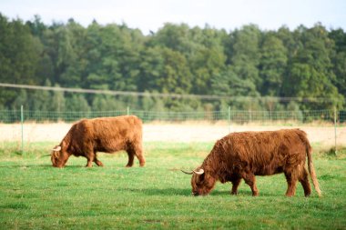 Uzun saçlı ve boynuzlu bir çiftlik hayvanı.
