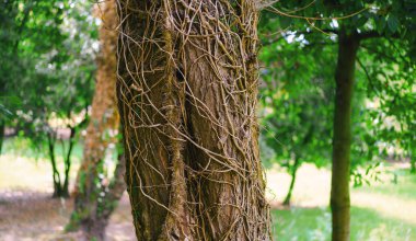 Vahşi sürüngenler eski ağaç kabuklarına yayılıyor.