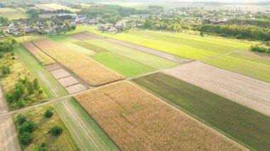 Kırsal alanda canlı sonbahar ağaçları