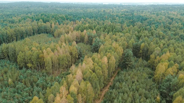 Yoğun ormanlık alanda canlı sonbahar ağaçları