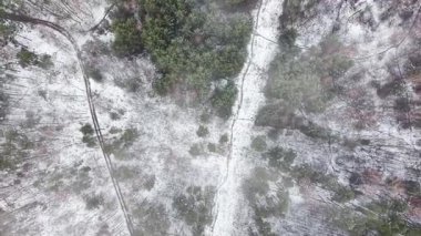 Yeşil çam ağaçlarının hava manzarası