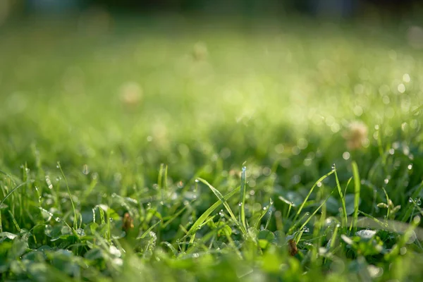 Sabah ışığı taze yeşil çimlere yansıyor