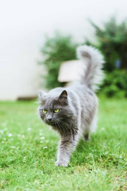 Güzel gri kedi yeşil çayırda duruyor