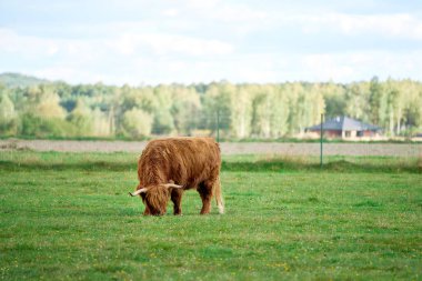 Yeşil tarlalarda poz veren kahverengi sığırlar