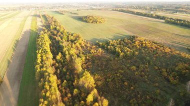 Çıplak ağaçlarla sakin bir sonbahar ormanı
