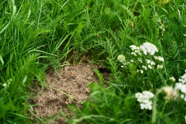 Yeşil çimenlikteki köstebek tepeciği