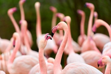 Tropikal yaban hayatında flamingoyu kapat
