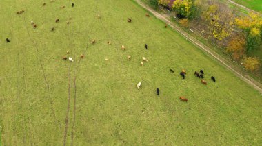 Dağ çiftliğindeki dağ sığırlarının manzaralı manzarası