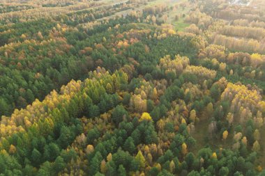 Sonbahar mevsiminde ormanlık alanın manzarası
