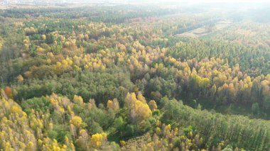 Canlı bir sonbahar ormanı manzarası.