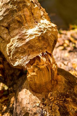 Kemirgenin kestiği ağaç gövdesine yakın çekim