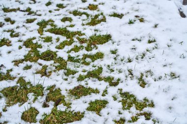 Yeşil çimlerde eriyen kar parçaları