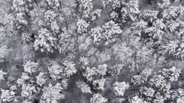 Drone 'dan görünen donmuş kozalaklı orman