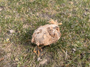 Old wrinkled potato with sprouts