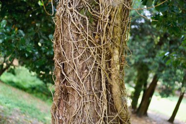 Yeşil orman sarmaşıkları doğal bir model oluşturuyor.